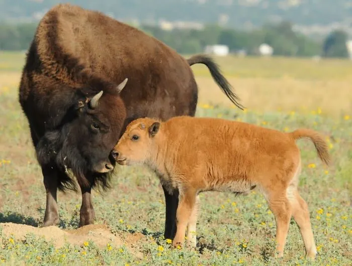 A bison cow nuzzling her young calf in a grassy field, showcasing fascinating animals in the wild.