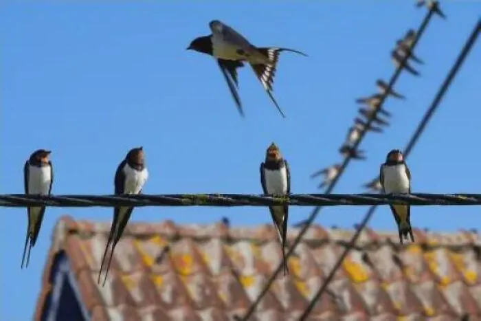 Swallows resting on a power line, highlighting interesting facts about fascinating animals.