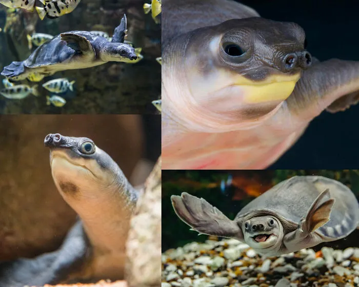 Collage showing views of the Pig-nosed turtle, one of many fascinating animals with unique features.