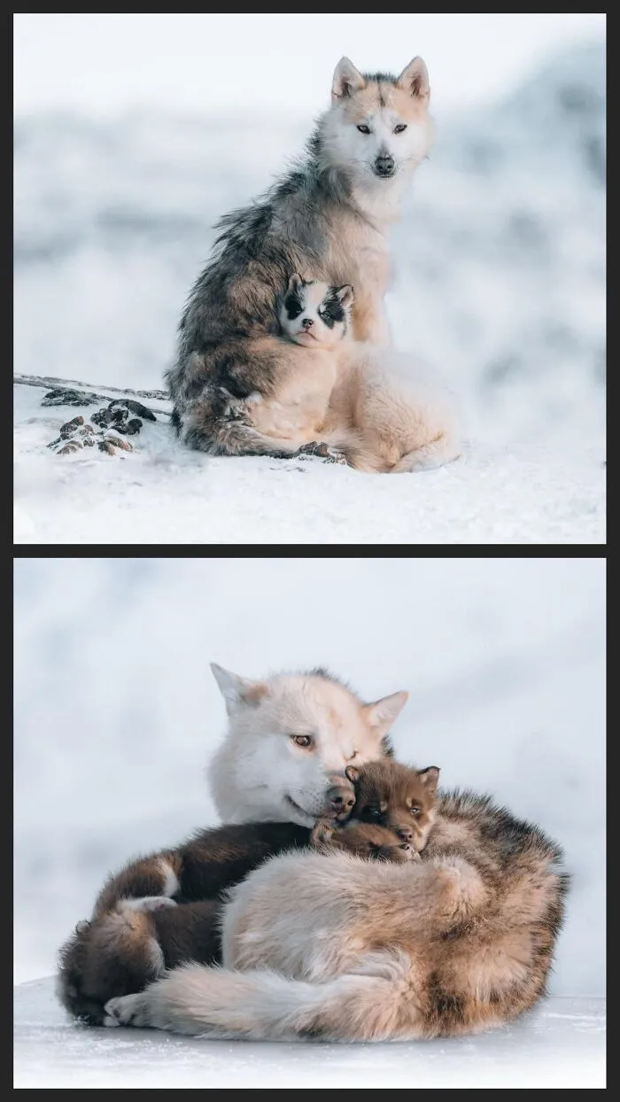 A mother wolf cuddling her pups in the snow, capturing intimate moments of fascinating animals in winter.