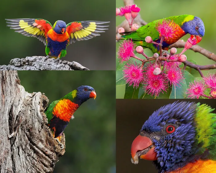 A photo collage showing colourful rainbow lorikeets, highlighting fascinating animals with vibrant plumage.