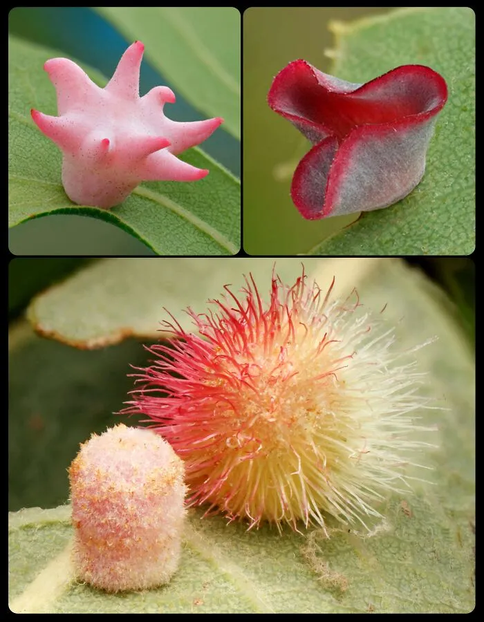 Macro views of strange pink plant growths and galls, highlighting fascinating animals and plant interactions.