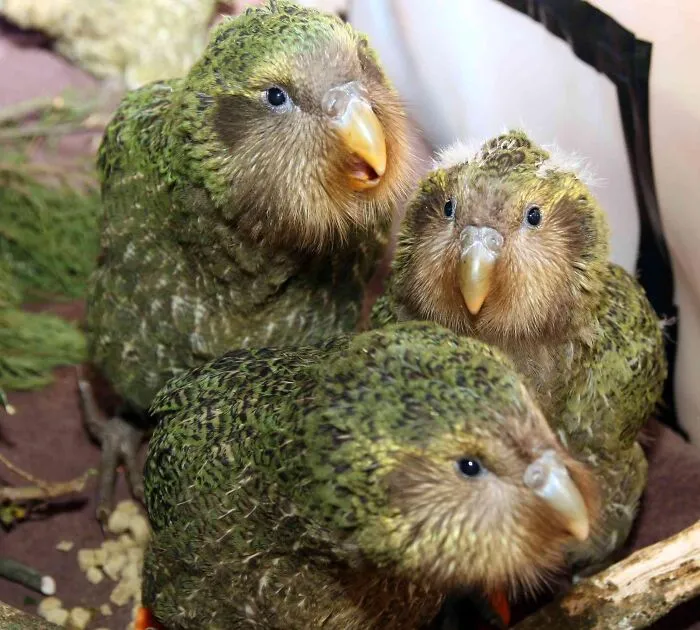 Three green kakapo parrots huddled together, examples of fascinating animals from lesser-known facts.