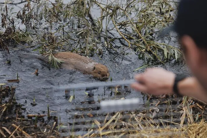 A beaver swimming near twigs and plants, representing fascinating animals with lesser-known facts.