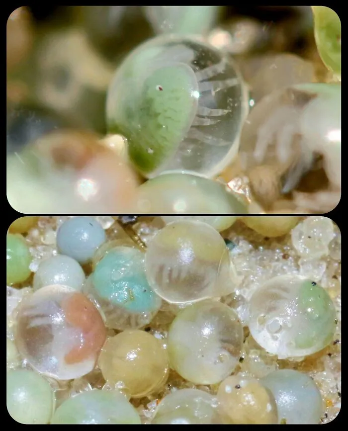 Close-up of translucent frog eggs revealing tiny embryos, highlighting fascinating animals and lesser-known facts.
