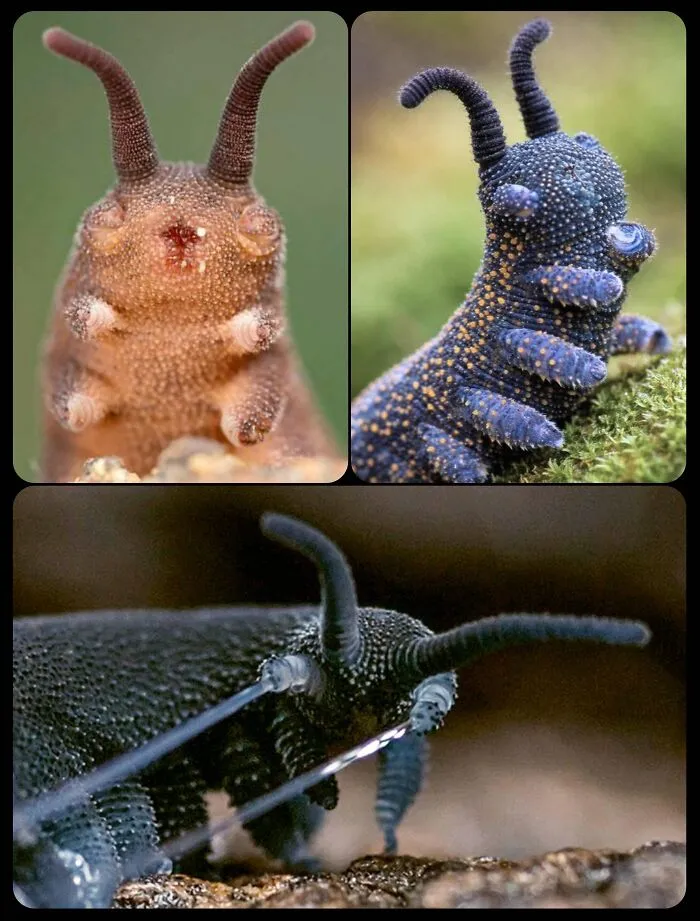 Velvet worm shooting slime in a composite image of facts about fascinating animals.