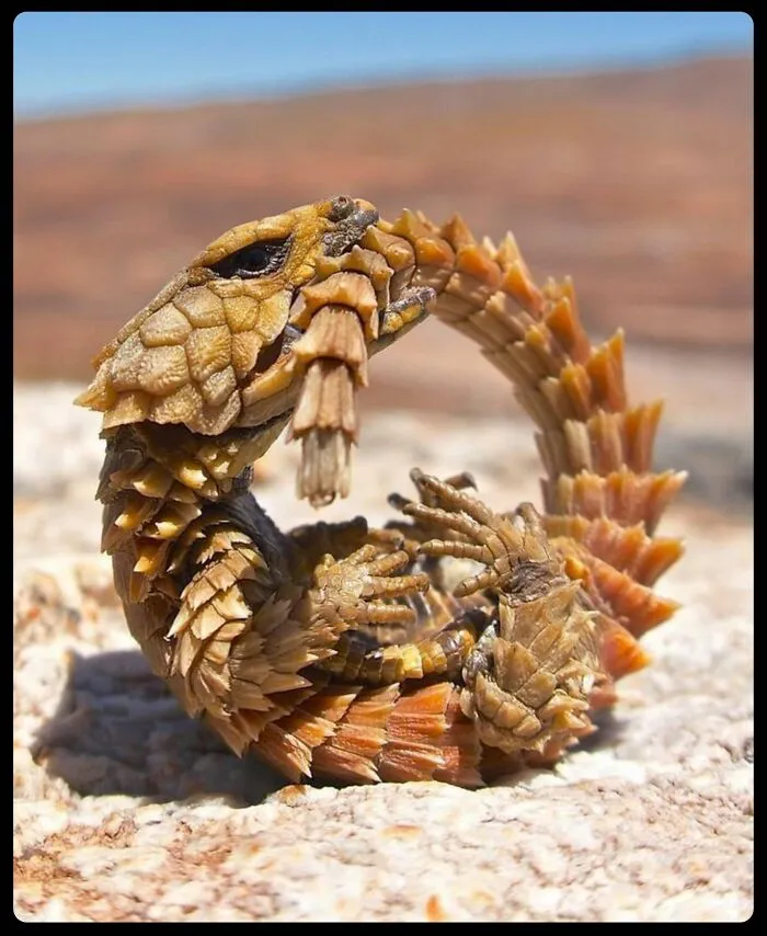 Armadillo girdled lizard biting its tail, one of many fascinating animals