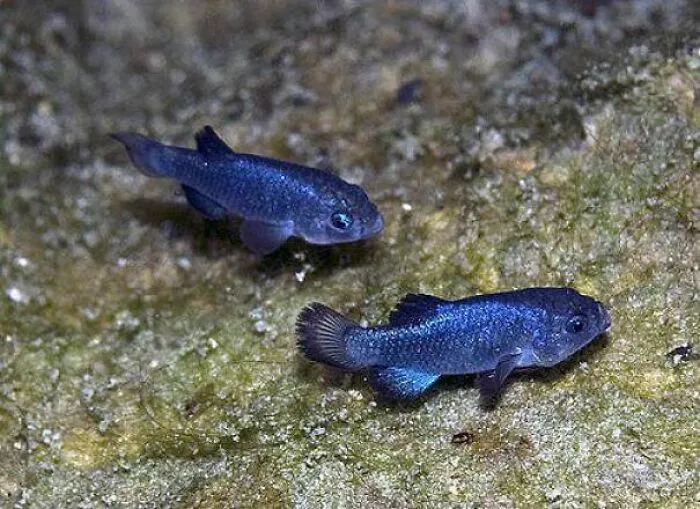 Two bright blue Devils Hole pupfish swimming as examples of fascinating animals