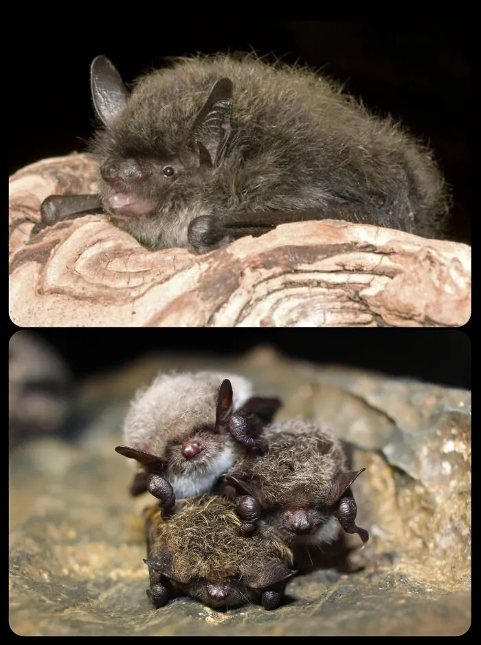 Small furry brown bats resting on rocks representing fascinating animals