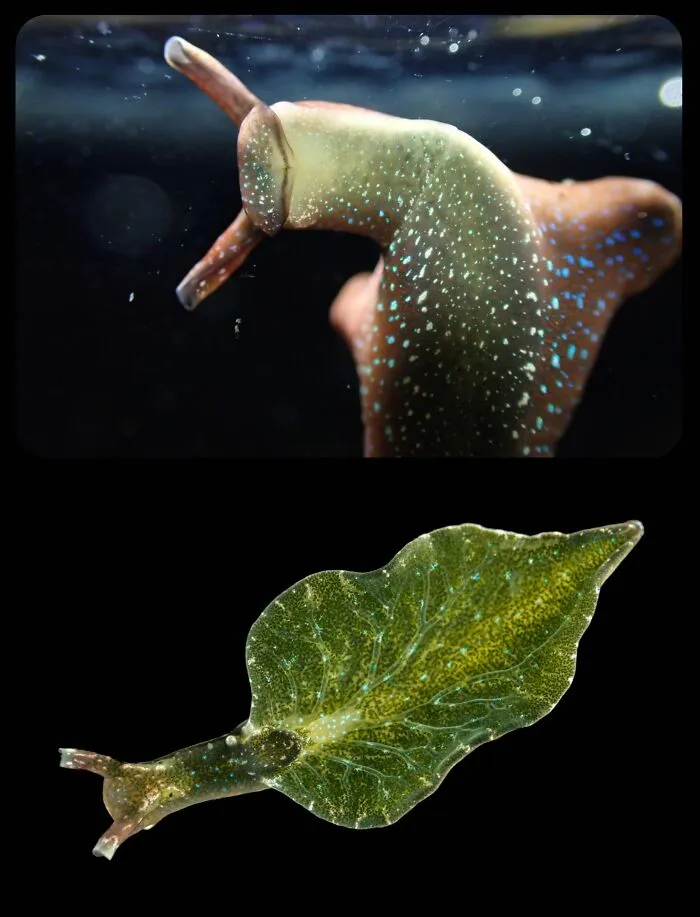 Elysia chlorotica sea slug resembling a leaf, highlighting fascinating animals in the ocean.