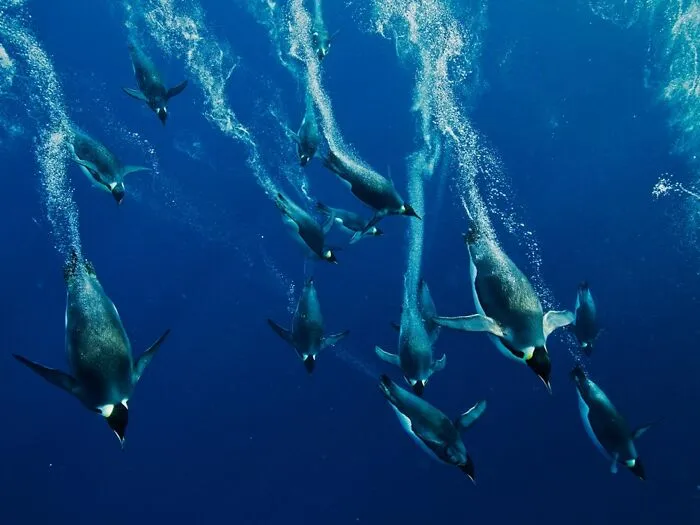 A flock of penguins swimming gracefully under blue water, highlighting facts about fascinating animals.