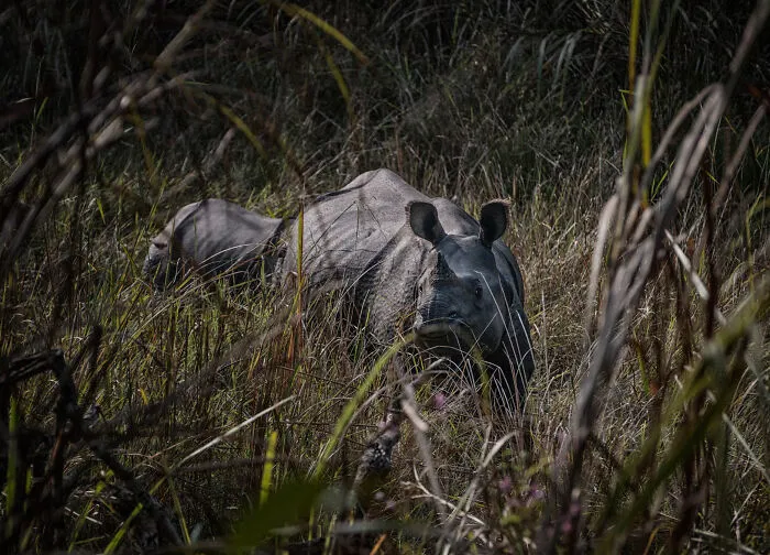 A wild rhinoceros standing among tall dry grass, illustrating facts about fascinating animals.