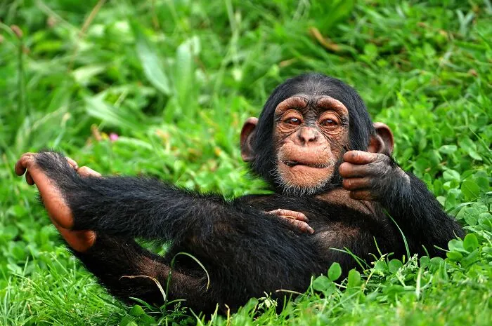 A playful young chimpanzee resting on green grass, showcasing facts about fascinating animals.