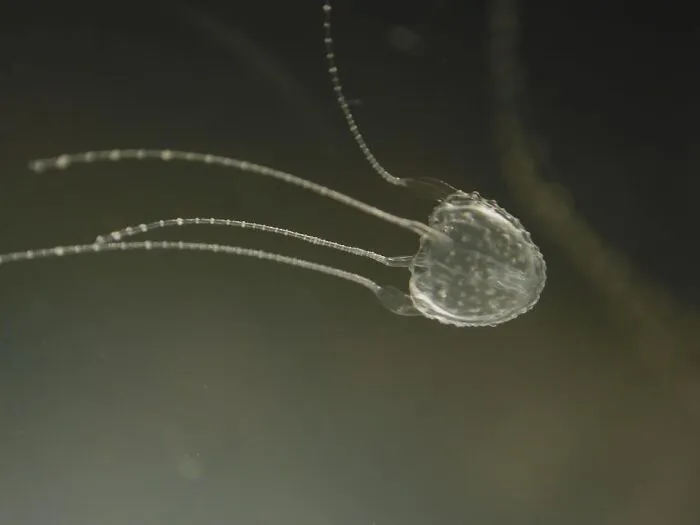 A translucent jellyfish swimming in dark water, revealing facts about fascinating animals.