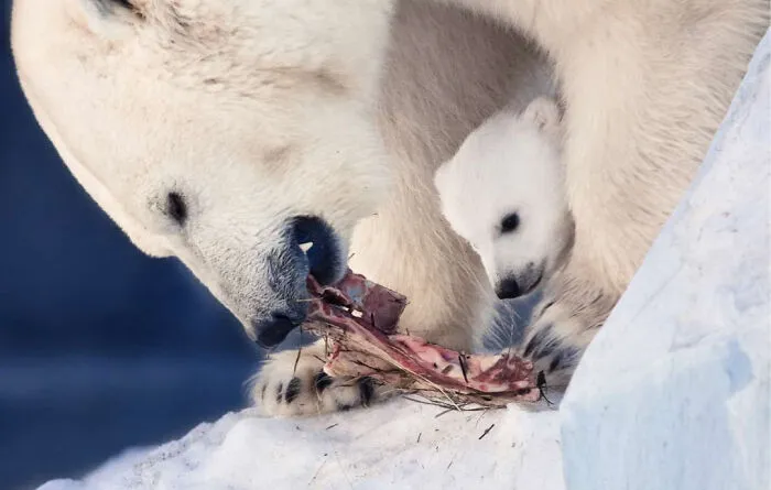 Polar bear mother and cub eating in the snow, representing fascinating animals.