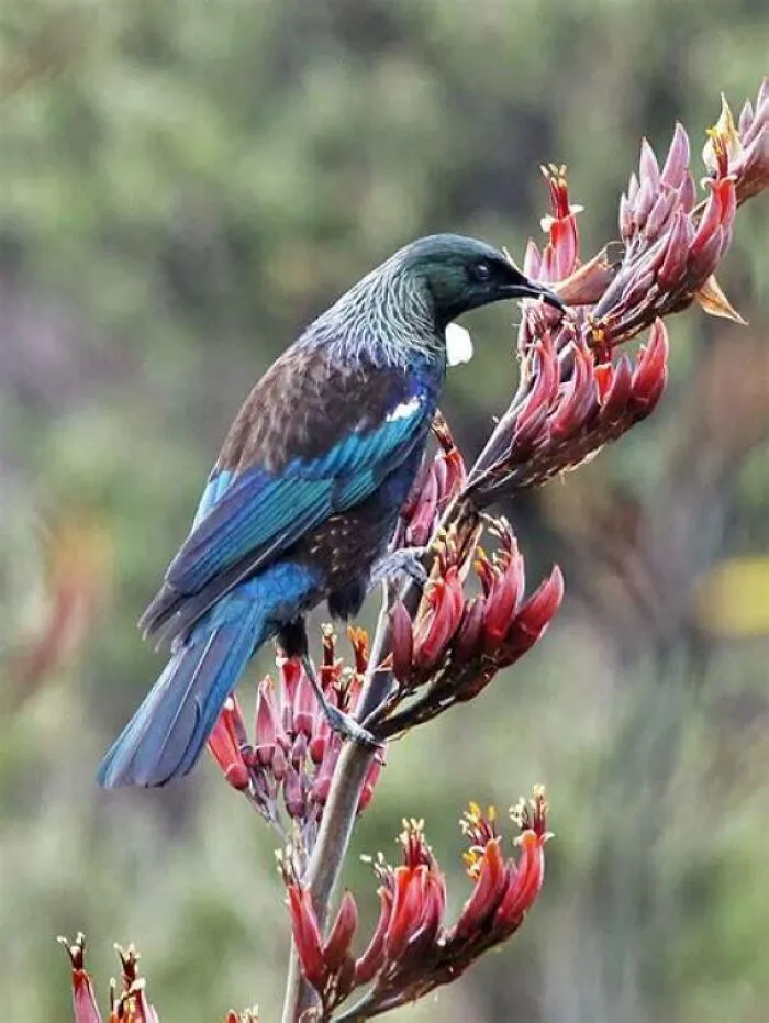 A vibrant Tui bird perched on red flowers, showcasing fascinating animals.