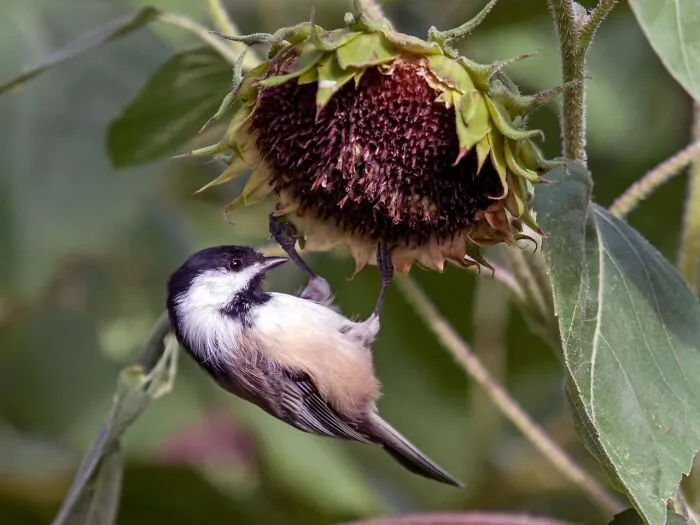 A small chickadee hanging upside down on a sunflower, one of nature's fascinating animals.