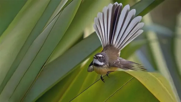 A small fantail bird fanning out its tail feathers on a large leaf, revealing facts about fascinating animals.
