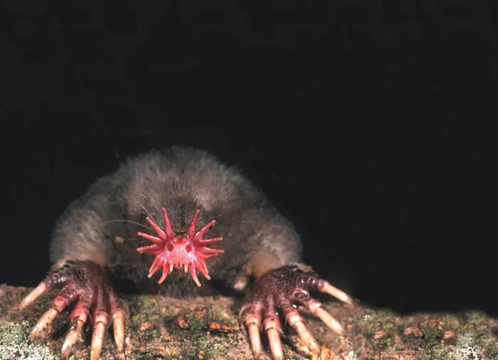 Star-nosed mole displaying its unique tentacles, one of many fascinating animals.