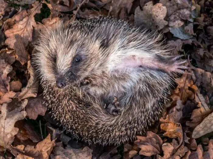 Top-down view of a hedgehog curled up among dry brown leaves, one of many fascinating animals with unique facts.