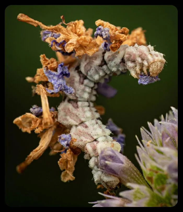 Close-up of a camouflaged caterpillar covered in dried flower petals, showcasing facts about fascinating animals.