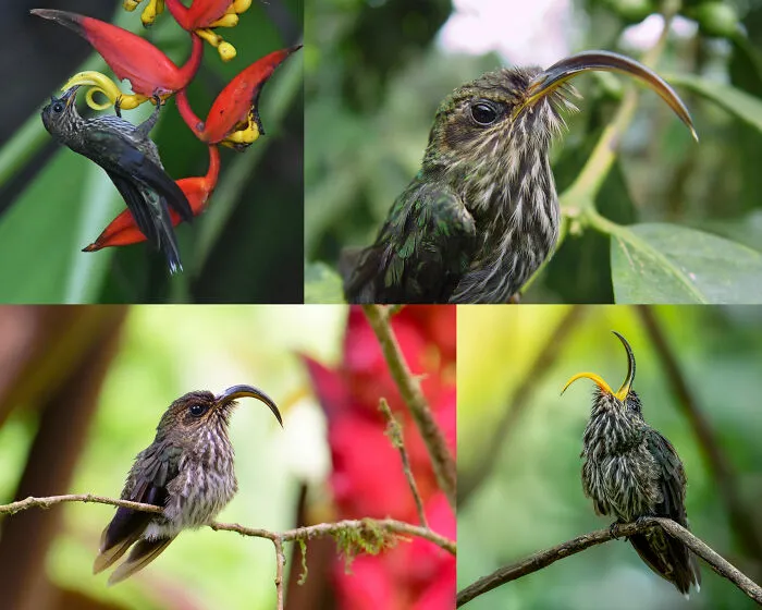 Four collage photos showing fascinating animals, specifically curved-beaked hummingbirds around tropical flora.