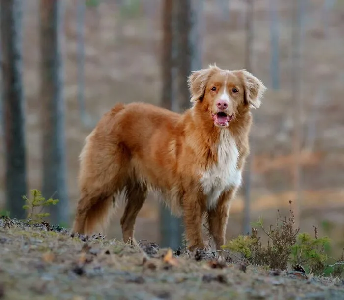 A golden retriever standing proudly outdoors, featured among facts about fascinating animals.