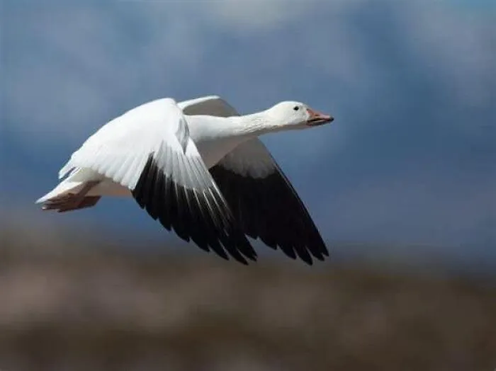 A snow goose soaring through the sky, showcasing unique behaviors of fascinating animals.