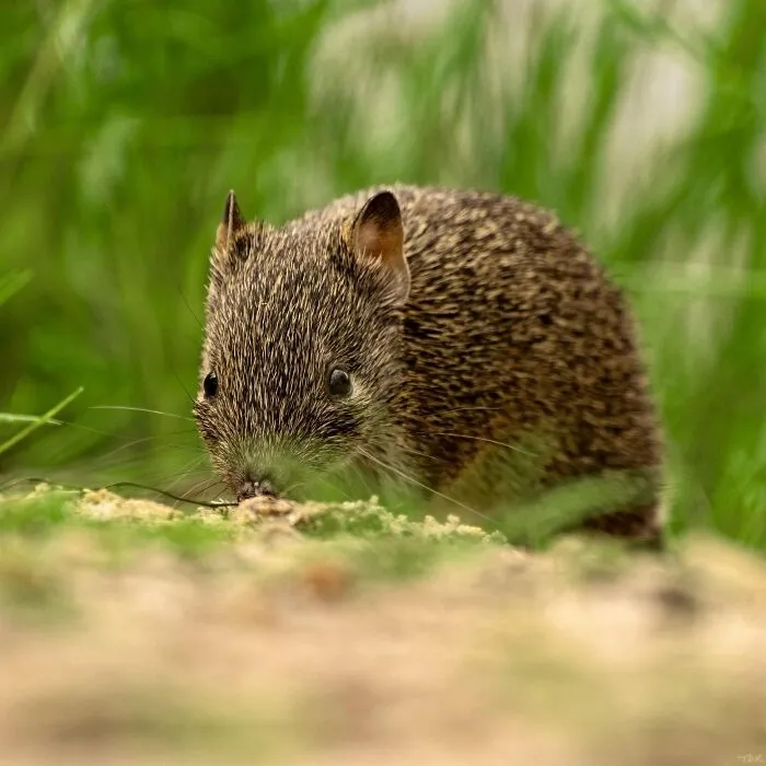 A small, prickly mammal foraging in lush green grass, representing fascinating animals in nature.