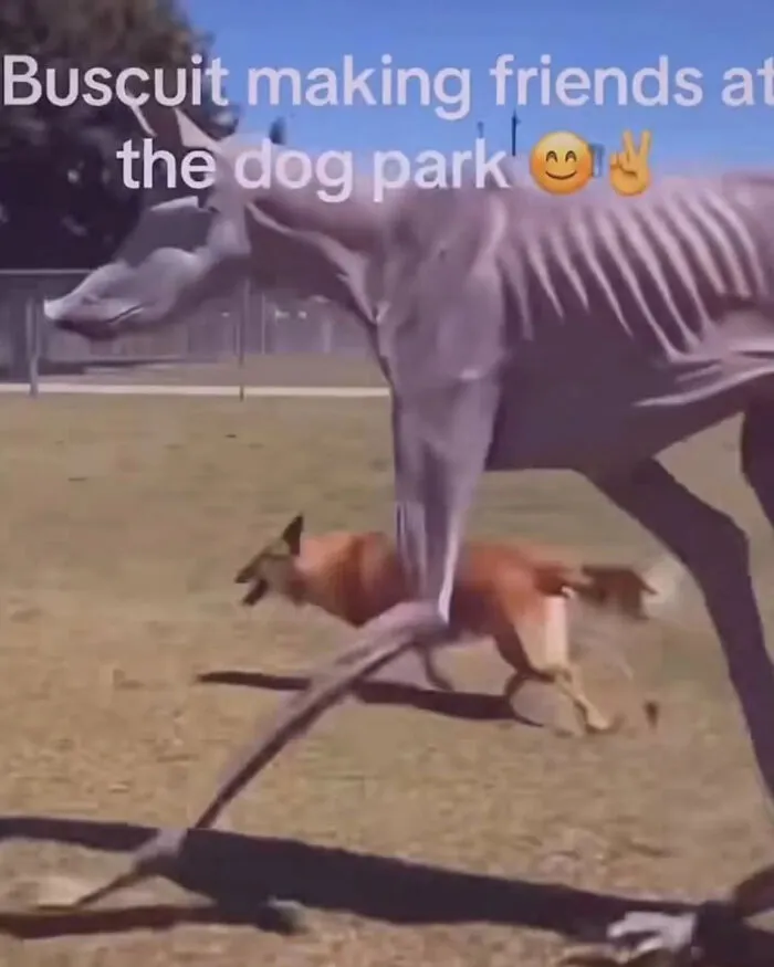 Absurd internet posts meme showing a strange creature named Buscuit at a dog park.
