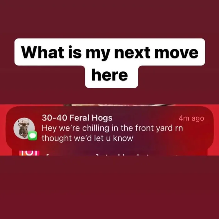 Absurd internet posts showing a funny text message notification about feral hogs in the yard.