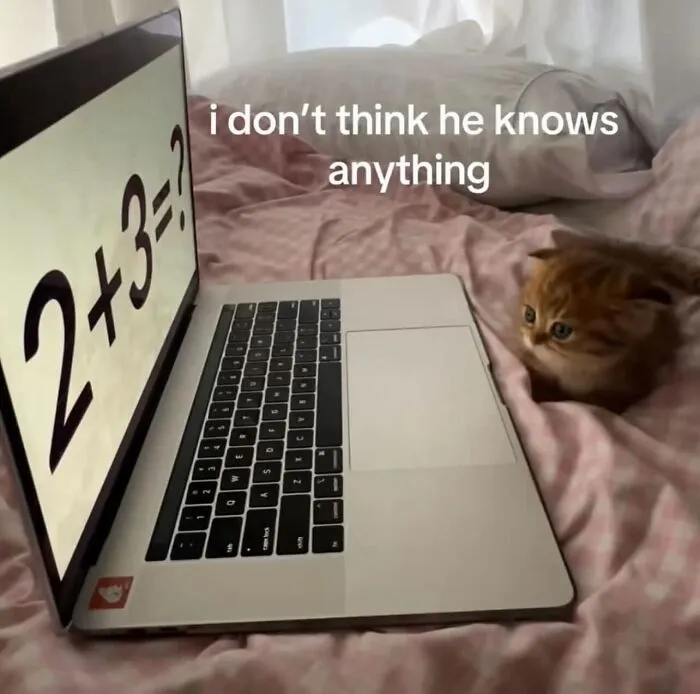 Cute kitten sitting near a laptop showing a math equation in absurd internet posts.