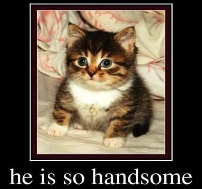 Absurd internet posts: a meme featuring a cute small kitten with the text caption reading he is so handsome.