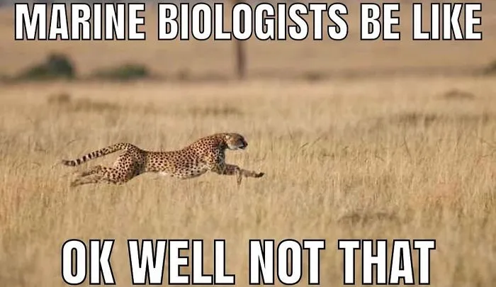 Absurd internet post featuring a running cheetah meme about marine biologists.