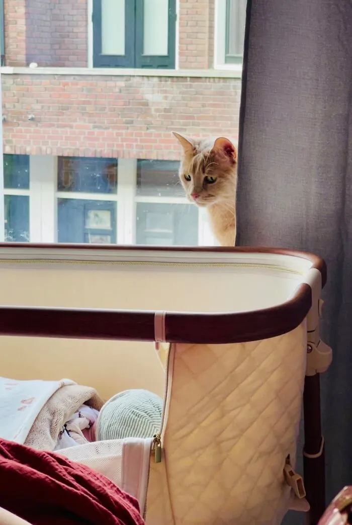 Ginger cat watching over a newborn sleeping peacefully in a bassinet