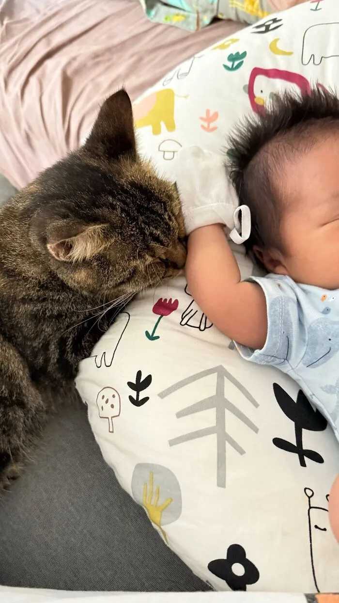 A tabby cat nuzzling a sleeping newborn, one of many adorable photos of pets looking after babies