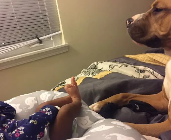 A large brown dog sitting vigilantly on a bed watching over an infant, demonstrating pets looking after babies.