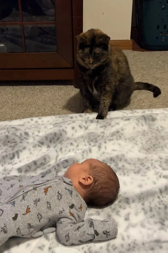 Tortoiseshell cat attentively watching a sleeping infant lying on a soft blanket, featuring pets looking after babies.