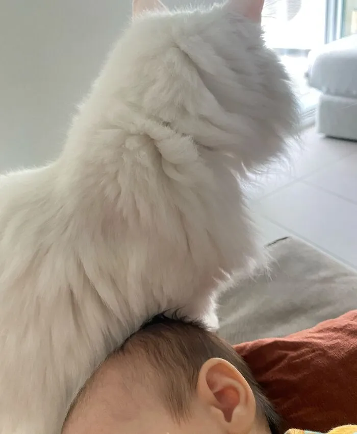 Fluffy white cat resting its head on a sleeping baby, showing pets looking after babies.
