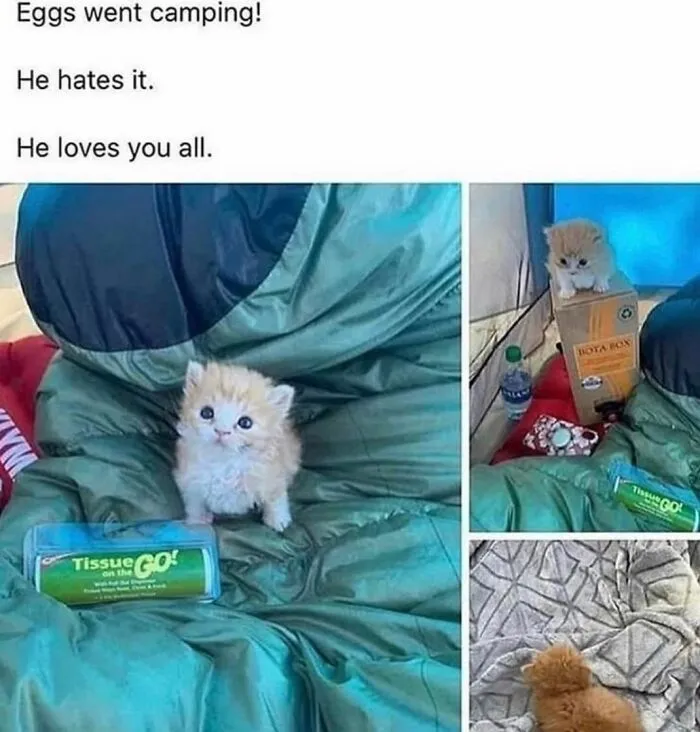 Funny cat memes showing a tiny orange kitten sitting inside a camping tent on a sleeping bag.