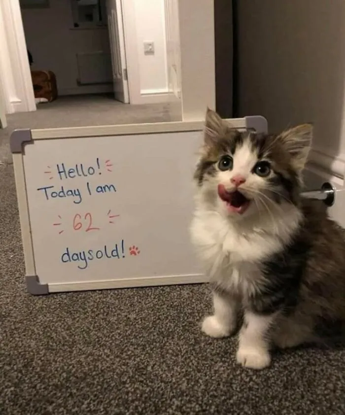 Adorable cat memes with a fluffy kitten sitting next to a whiteboard saying 62 days old.