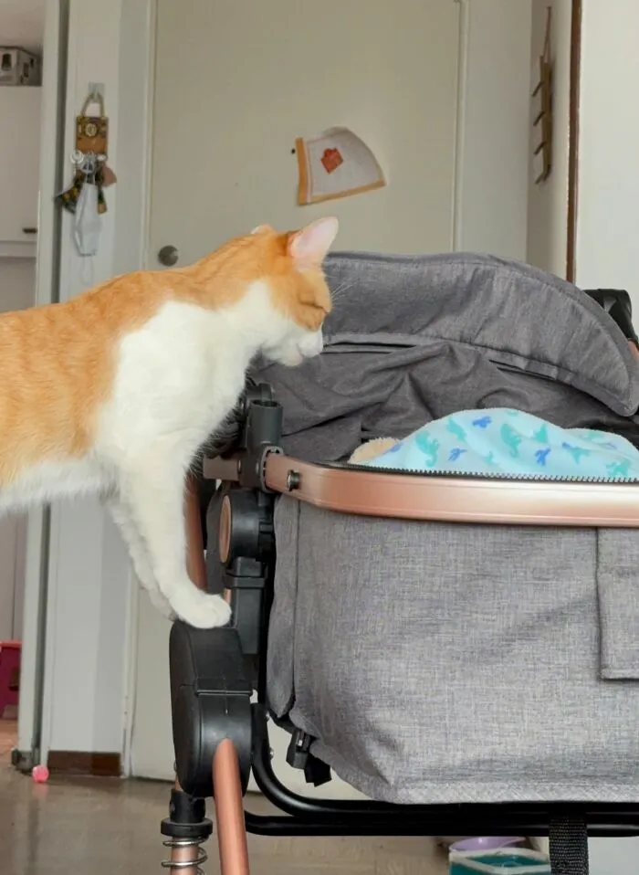 An orange and white cat peering into a baby stroller, from photos of pets looking after babies