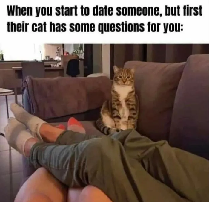 Cat memes depicting a brown tabby cat staring suspiciously at a couple sitting together on the couch.