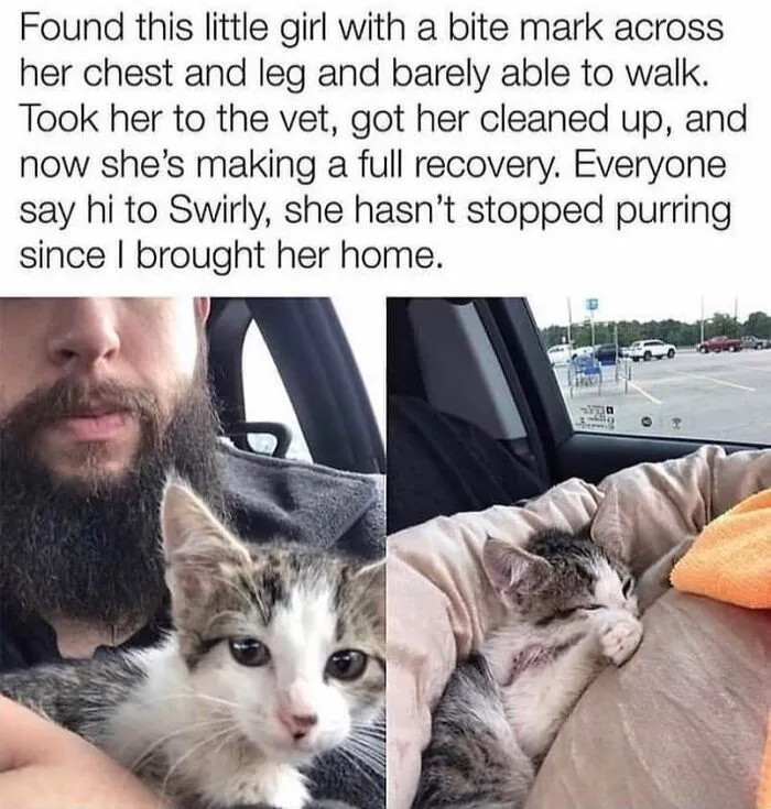 A rescued tabby kitten relaxing in a car, an example of sweet cat memes.