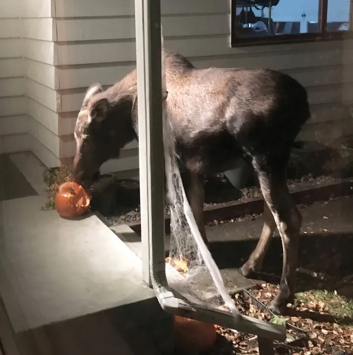 A moose sniffing a pumpkin decoration outside a house, showing a funny Halloween moment