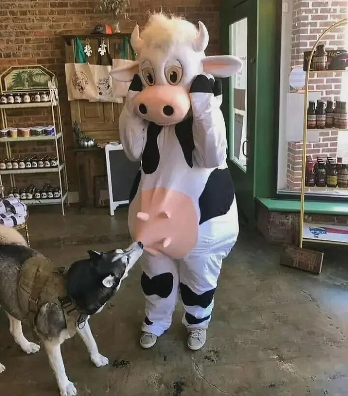 A husky sniffing a person wearing a full cow mascot costume