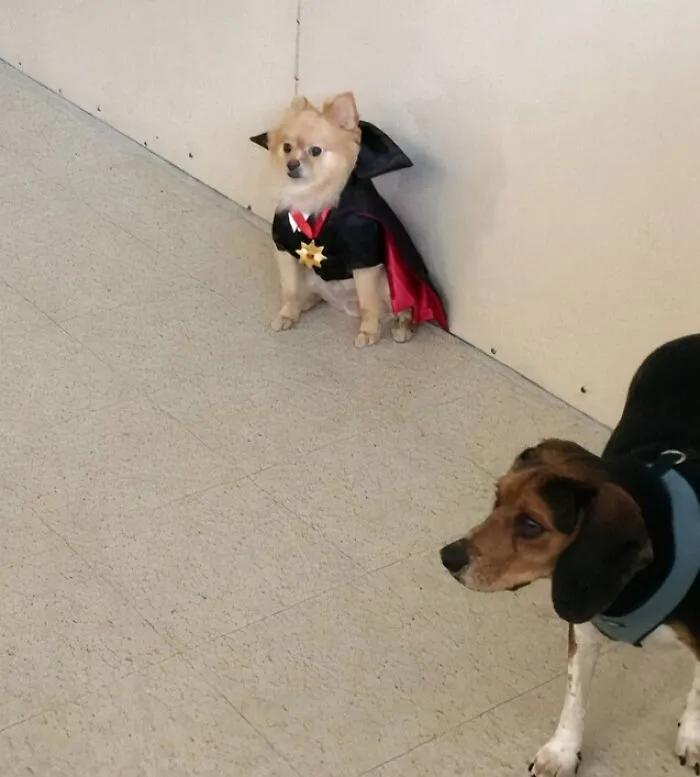 Funny Halloween photo of a small dog wearing a vampire cape sitting by a wall.