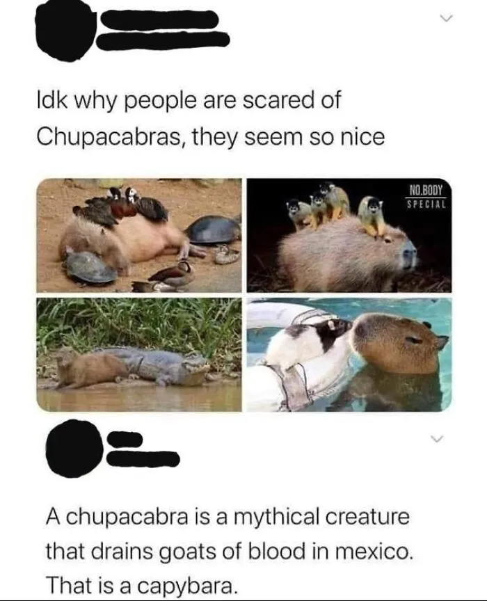 Hilarious spelling fails social media thread confusing a capybara with a mythical chupacabra.