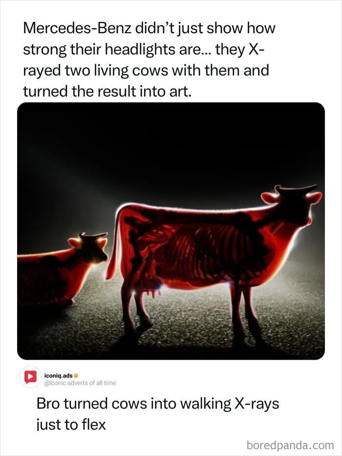 Iconic advertising campaign by Mercedes-Benz showing an X-ray effect on two cows using bright headlights.