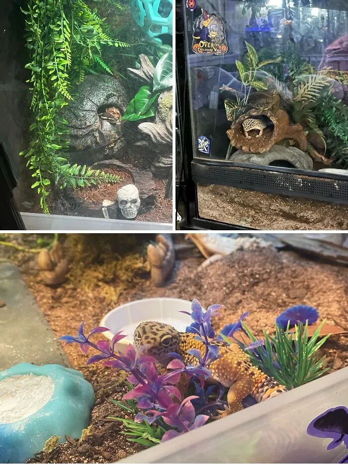 Just Some Snippets Of My Spoiled Reptiles Enclosures. I’ll Have To Take Full Pictures As Soon As I’m Back In My Room. I Got Two Leopard Geckos And A Ball Python